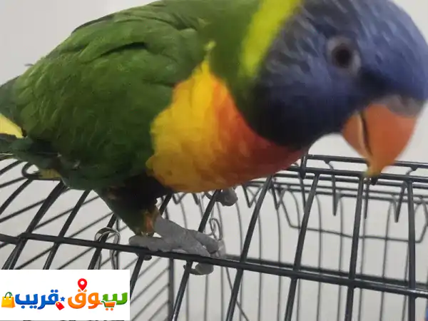 Lory kit
