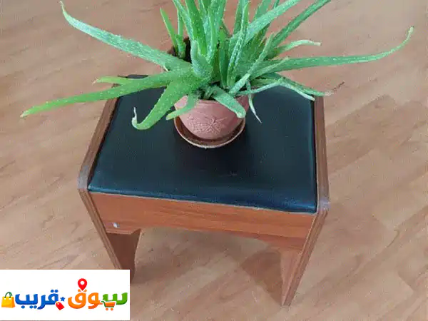 صبار الألوفيرا الداخلي الصحي: جمال ونقاء لمنزلك بـ...