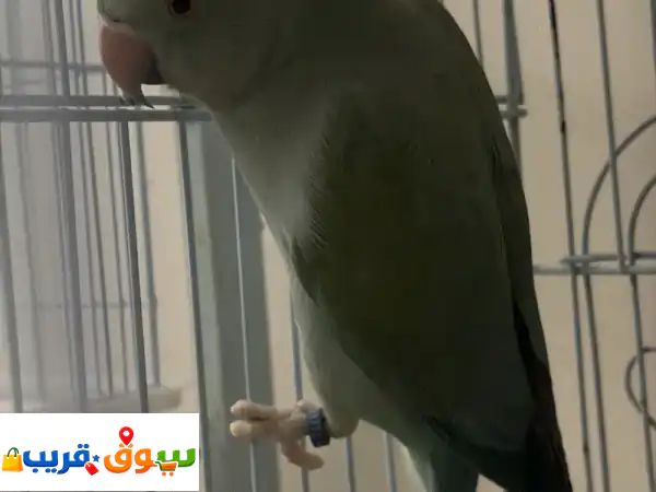 بغبغاء زرقاء