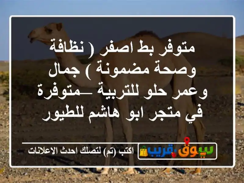 متوفر بط اصفر ( نظافة وصحة مضمونة ) جمال وعمر...