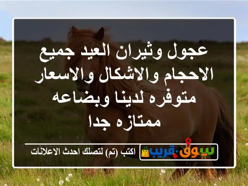 عجول وثيران العيد جميع الاحجام والاشكال...