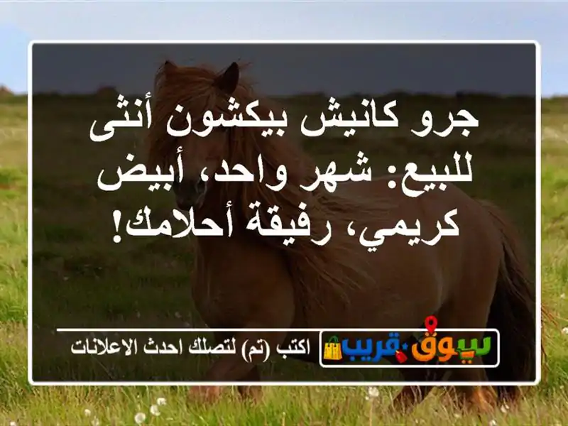 جرو كانيش بيكشون أنثى للبيع: شهر واحد، أبيض...