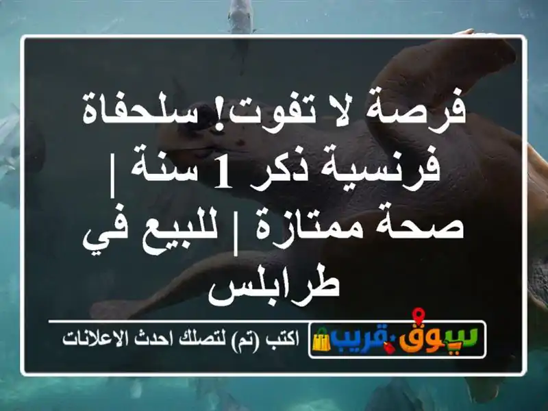 فرصة لا تفوت! سلحفاة فرنسية ذكر 1 سنة | صحة ممتازة...