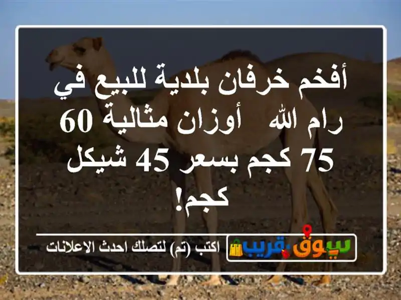 أفخم خرفان بلدية للبيع في رام الله - أوزان مثالية...