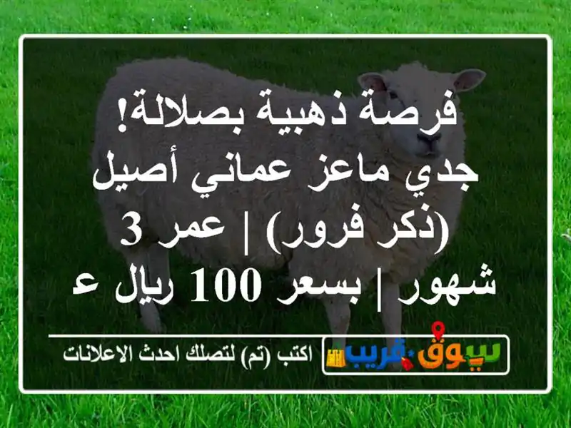 فرصة ذهبية بصلالة! جدي ماعز عماني أصيل (ذكر فرور) | عمر...