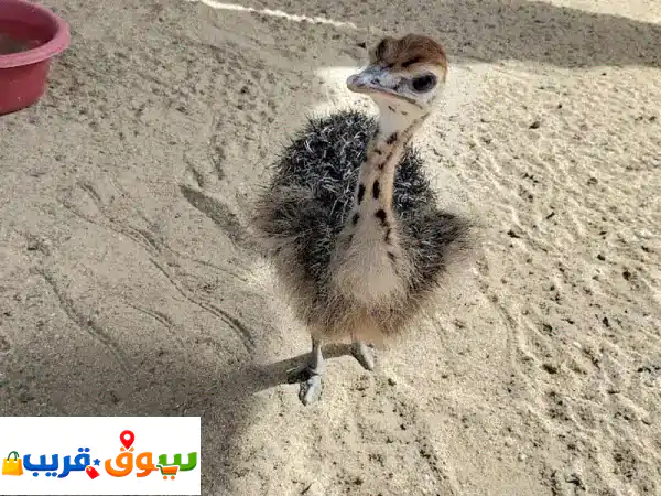 مطلوب فوراً: نعام أفريقي أصيل وصغير (٤٠-٥٠ ألف)...
