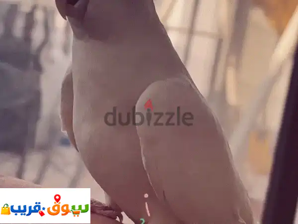 فرصة مميزة: كوكتيل أليف جداً ومغنٍ للبيع | رفيق...