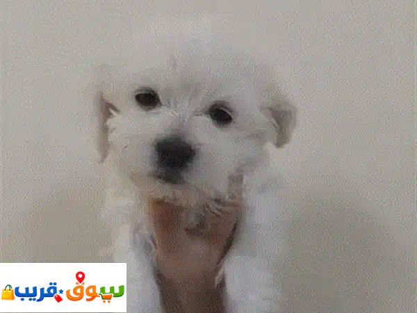 Cuties Dog