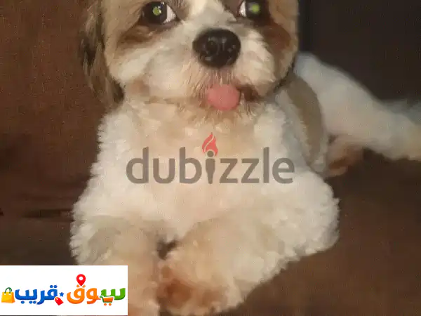 كلب أليف (Doge) للتبني مجاناً في البحرين - فرصة...