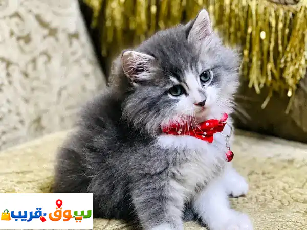 قط شانشيلا ذكر
