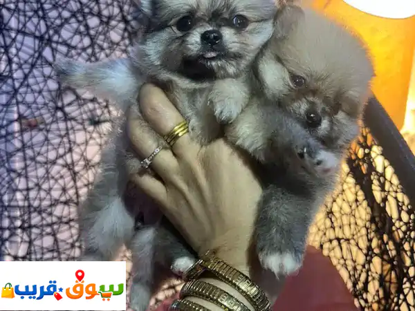 pomeranian puppies