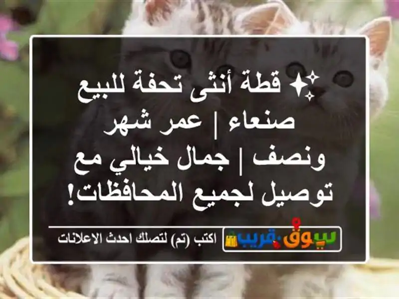 ✨ قطة أنثى تحفة للبيع صنعاء | عمر شهر ونصف | جمال...
