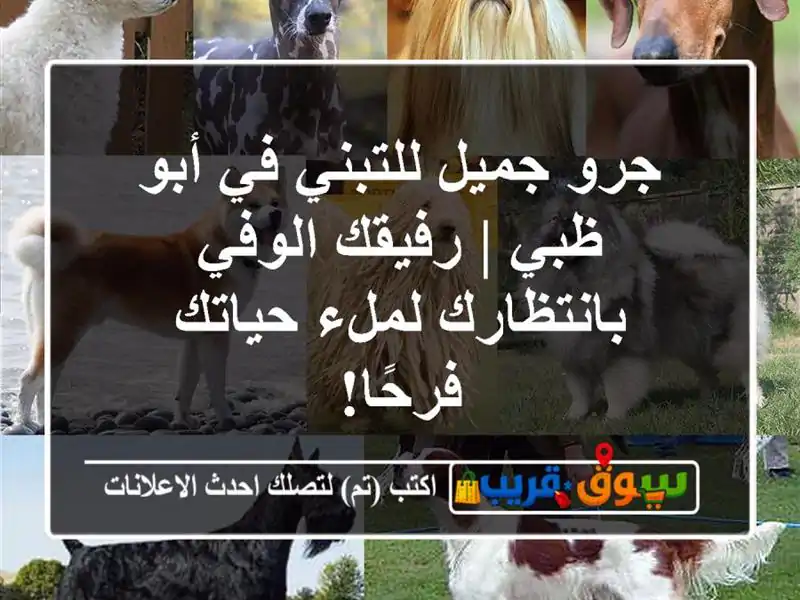 جرو جميل للتبني في أبو ظبي | رفيقك الوفي بانتظارك...