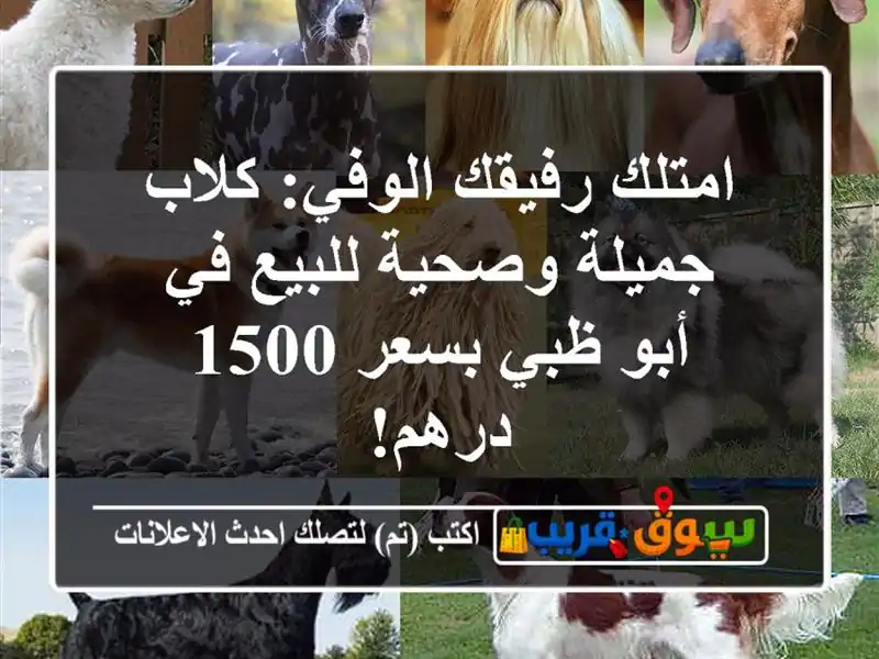 امتلك رفيقك الوفي: كلاب جميلة وصحية للبيع في أبو...
