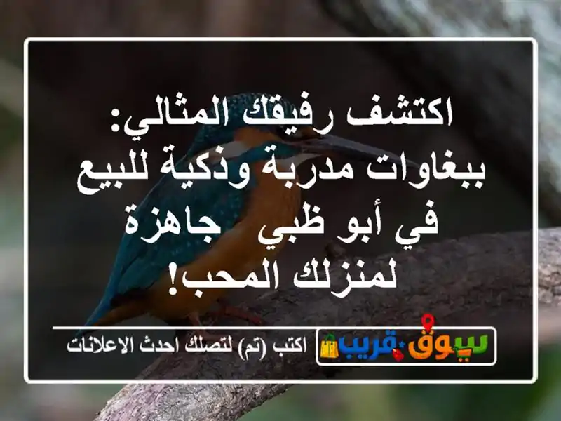 اكتشف رفيقك المثالي: ببغاوات مدربة وذكية للبيع في...