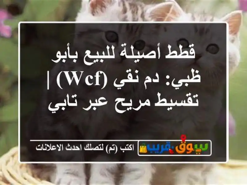 قطط أصيلة للبيع بأبو ظبي: دم نقي (WCF) | تقسيط مريح...