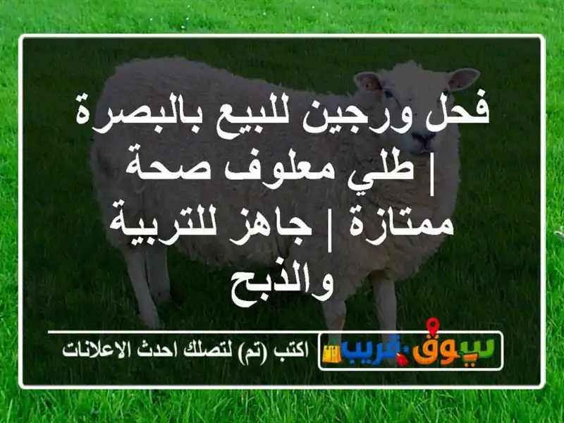 فحل ورجين للبيع بالبصرة | طلي معلوف صحة ممتازة |...