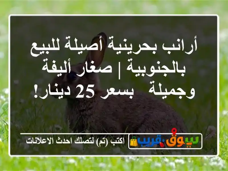 أرانب بحرينية أصيلة للبيع بالجنوبية | صغار...