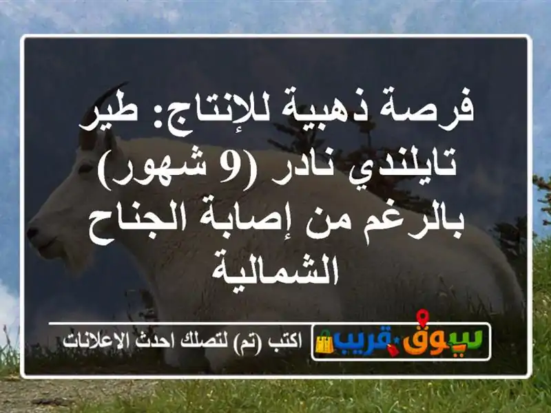 فرصة ذهبية للإنتاج: طير تايلندي نادر (9 شهور) بالرغم...