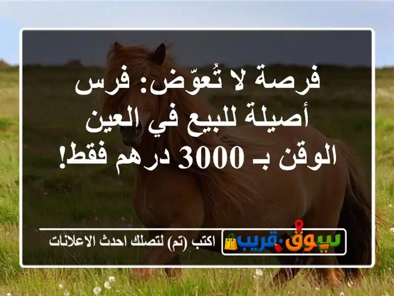 فرصة لا تُعوّض: فرس أصيلة للبيع في العين - الوقن بـ...