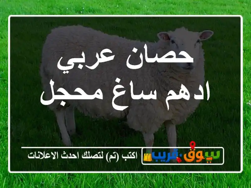 حصان عربي ادهم ساغ محجل