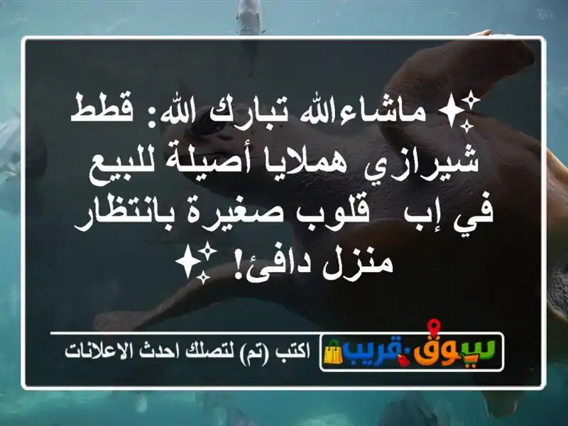 ✨ ماشاءالله تبارك الله: قطط شيرازي هملايا أصيلة...