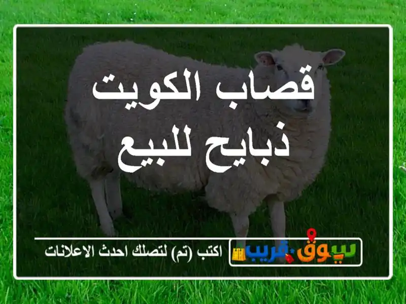 قصاب الكويت ذبايح للبيع