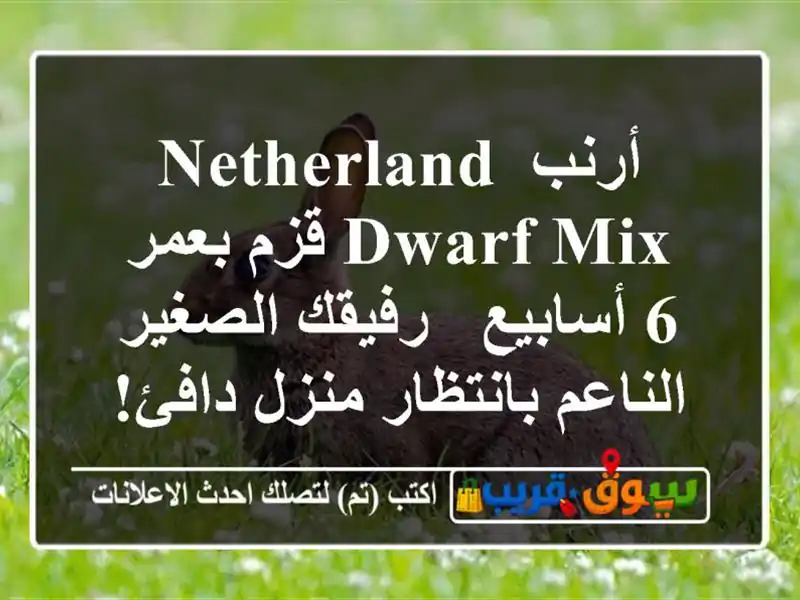 أرنب Netherland Dwarf Mix قزم بعمر 6 أسابيع - رفيقك الصغير...