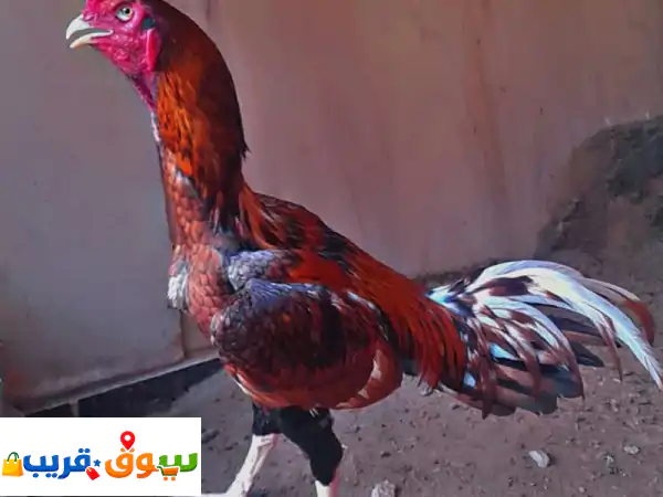 للبيع: ديك باكستاني فايتر أصيل بأم القيوين | بطل...