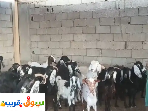 فرصة ذهبية: 60 رأس غنم بيشي وعارضي فاخرة للبيع بجدة...