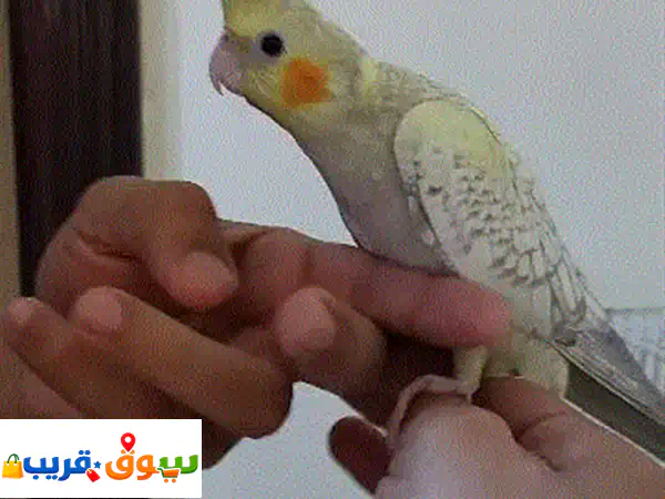 Tamed Cockatiel Bd. 15