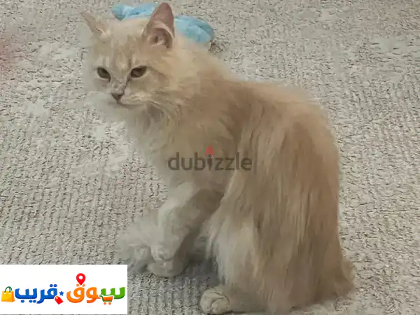 cat for adoption