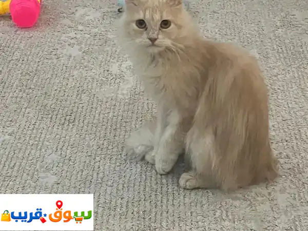 cat for adoption