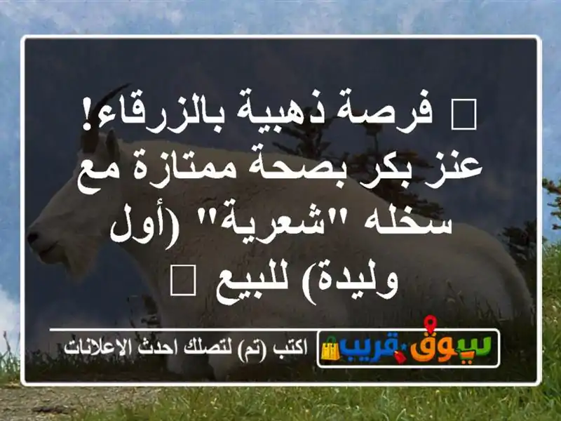 🌟 فرصة ذهبية بالزرقاء! عنز بكر بصحة ممتازة مع...