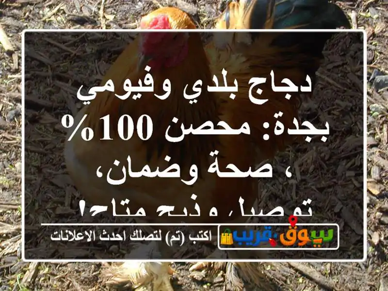 دجاج بلدي وفيومي بجدة: محصن 100%، صحة وضمان، توصيل...