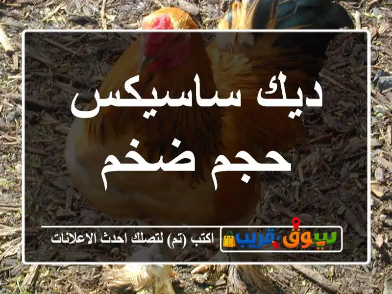 ديك ساسيكس حجم ضخم