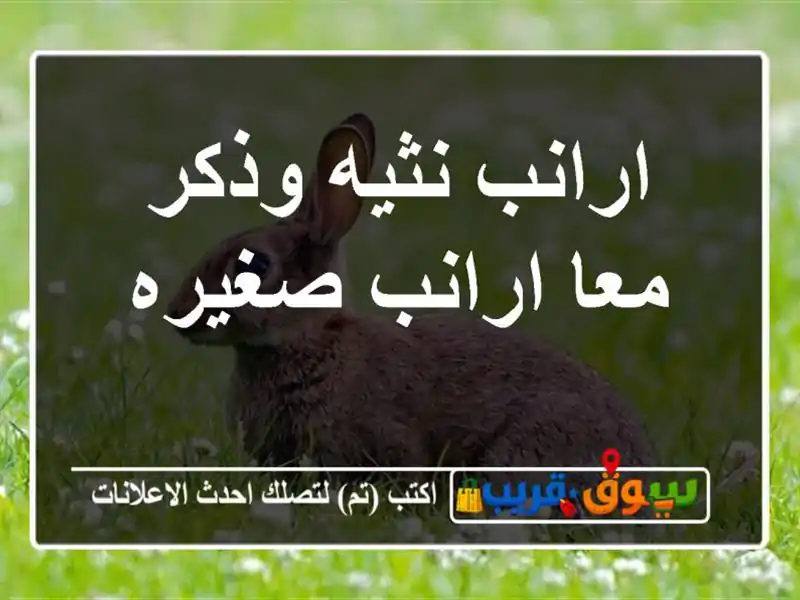 ارانب نثيه وذكر معا ارانب صغيره