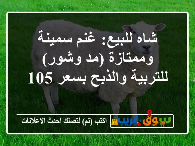 شاه للبيع: غنم سمينة وممتازة (مد وشور) - للتربية...