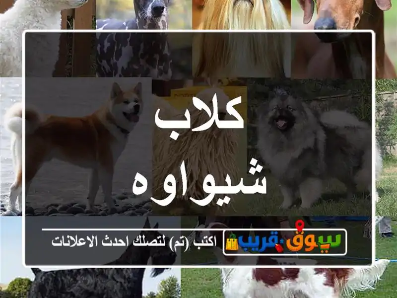 كلاب شيواوه