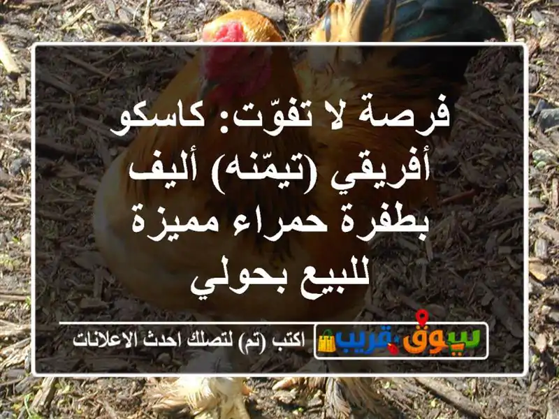 فرصة لا تفوّت: كاسكو أفريقي (تيمّنه) أليف بطفرة...