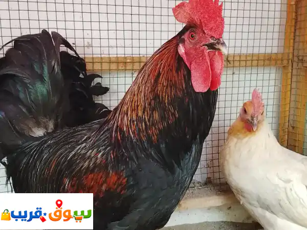 فرصة ذهبية لا تتكرر! ✨ ديك الفينكس الفاخر مع...