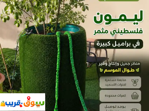 ليمون فلسطيني مثمر في براميل كبيرة منظر جميل...