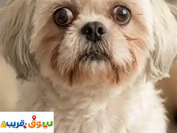جرو شيتزو ساحر بـ 50 د.ب. فقط! | رفيقك المثالي...