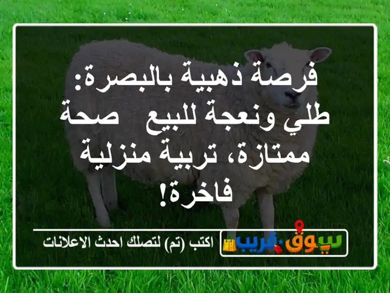 فرصة ذهبية بالبصرة: طلي ونعجة للبيع - صحة ممتازة،...