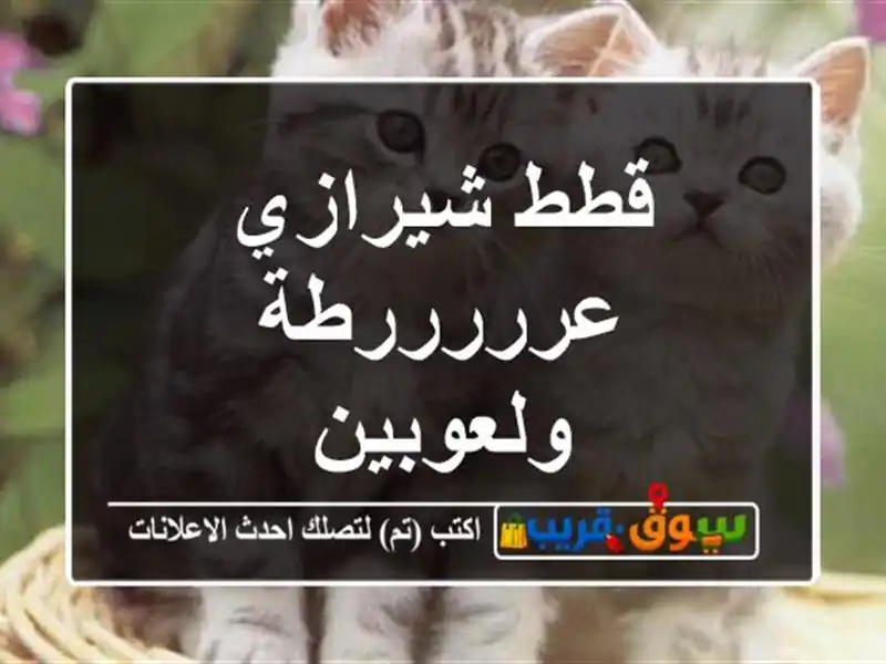 قطط شيرازي عرررررطة ولعوبين