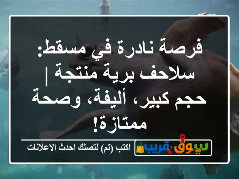 فرصة نادرة في مسقط: سلاحف برية منتجة | حجم كبير،...