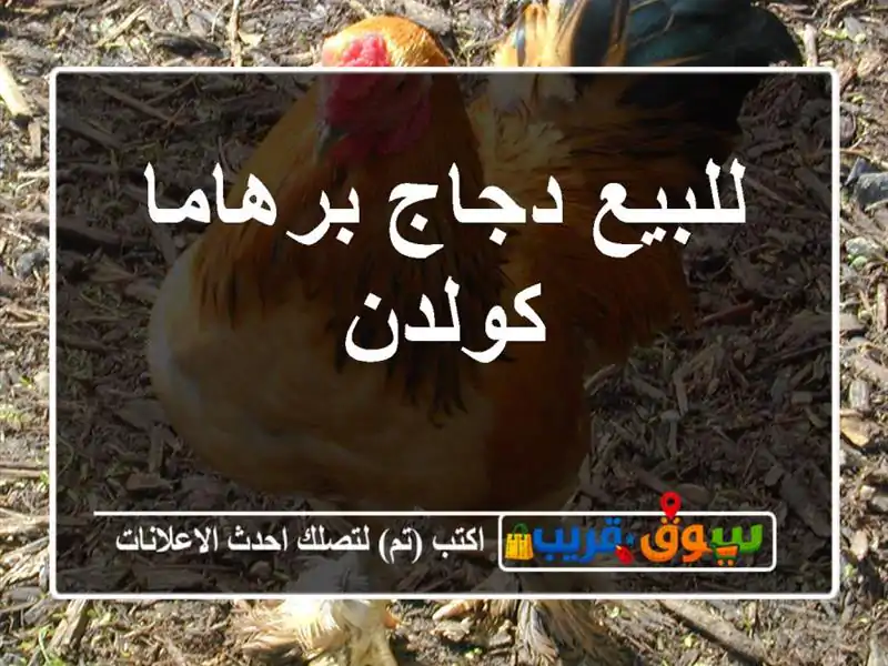 للبيع دجاج برهاما كولدن