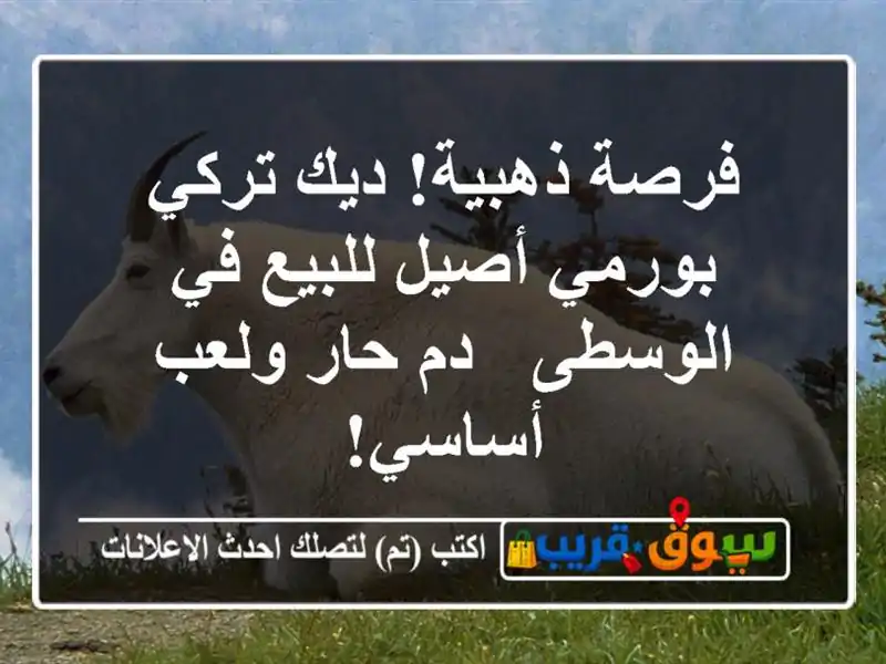 فرصة ذهبية! ديك تركي بورمي أصيل للبيع في الوسطى - دم...