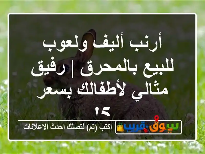 أرنب أليف ولعوب للبيع بالمحرق | رفيق مثالي...