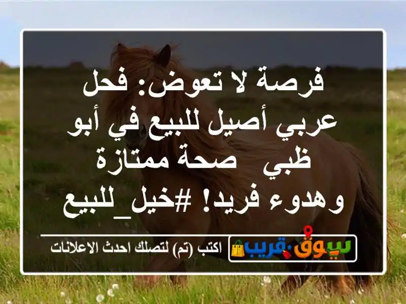 فرصة لا تعوض: فحل عربي أصيل للبيع في أبو ظبي -...